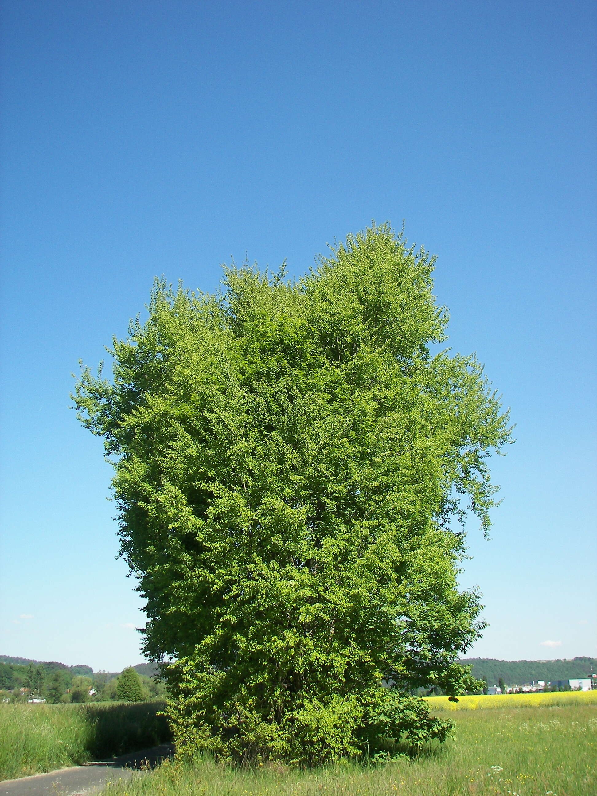 Image of Common Aspen