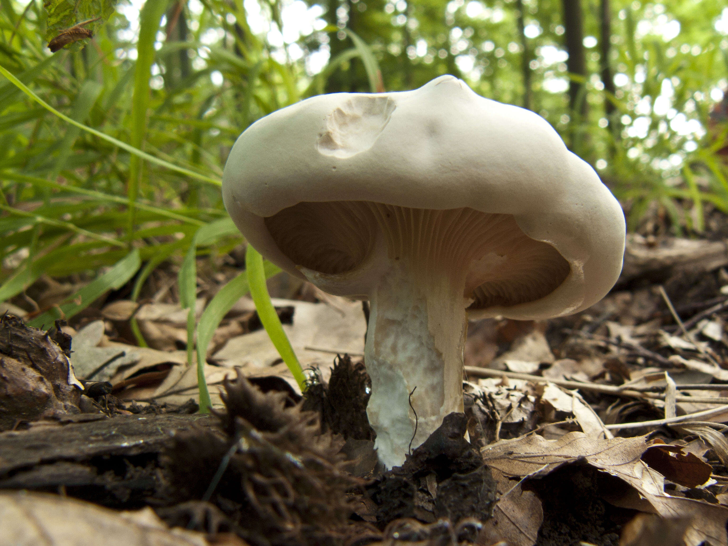 Image of Sweetbread mushroom