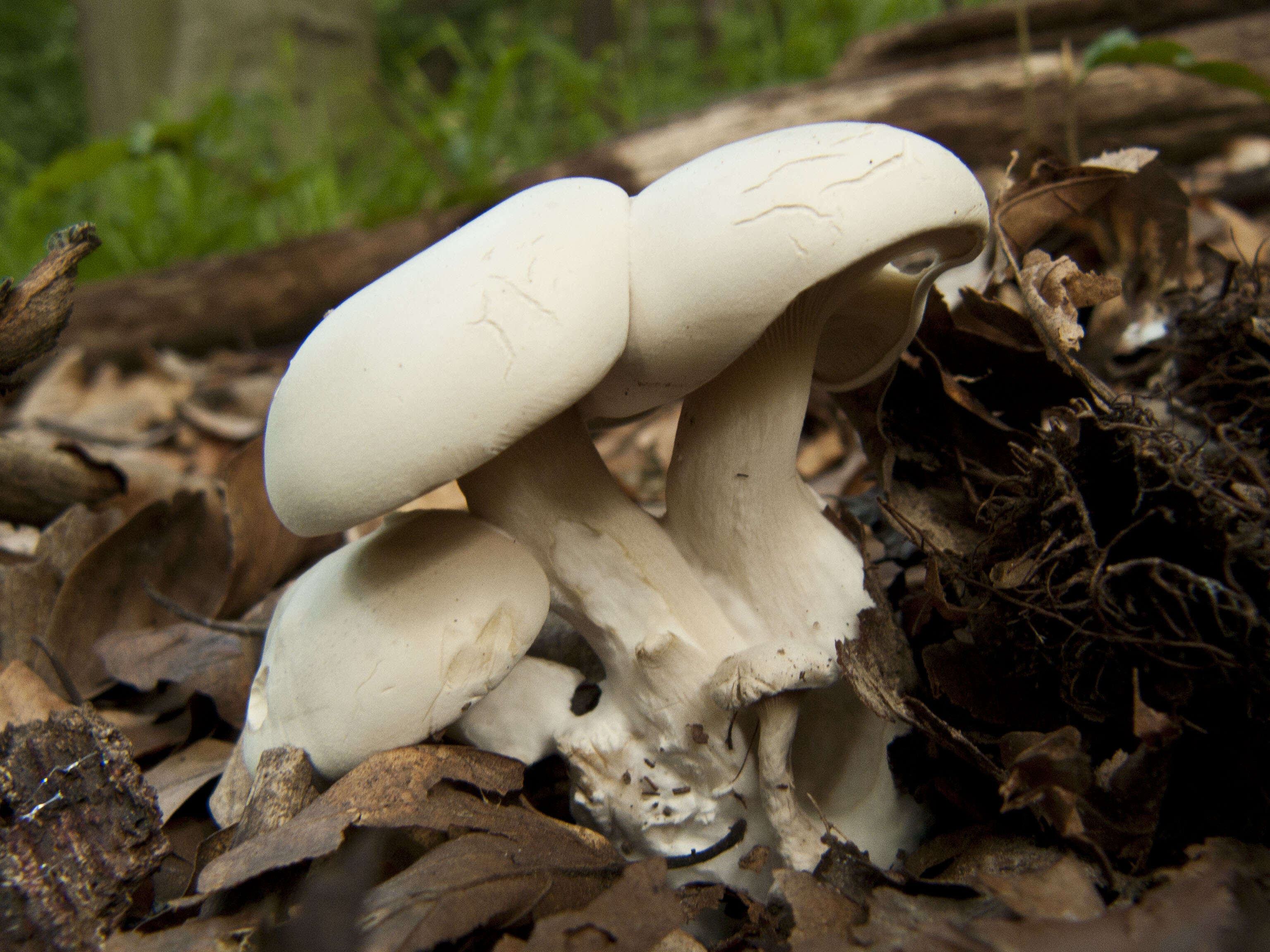 Image of Sweetbread mushroom