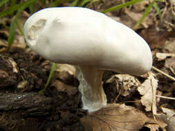 Image of Sweetbread mushroom
