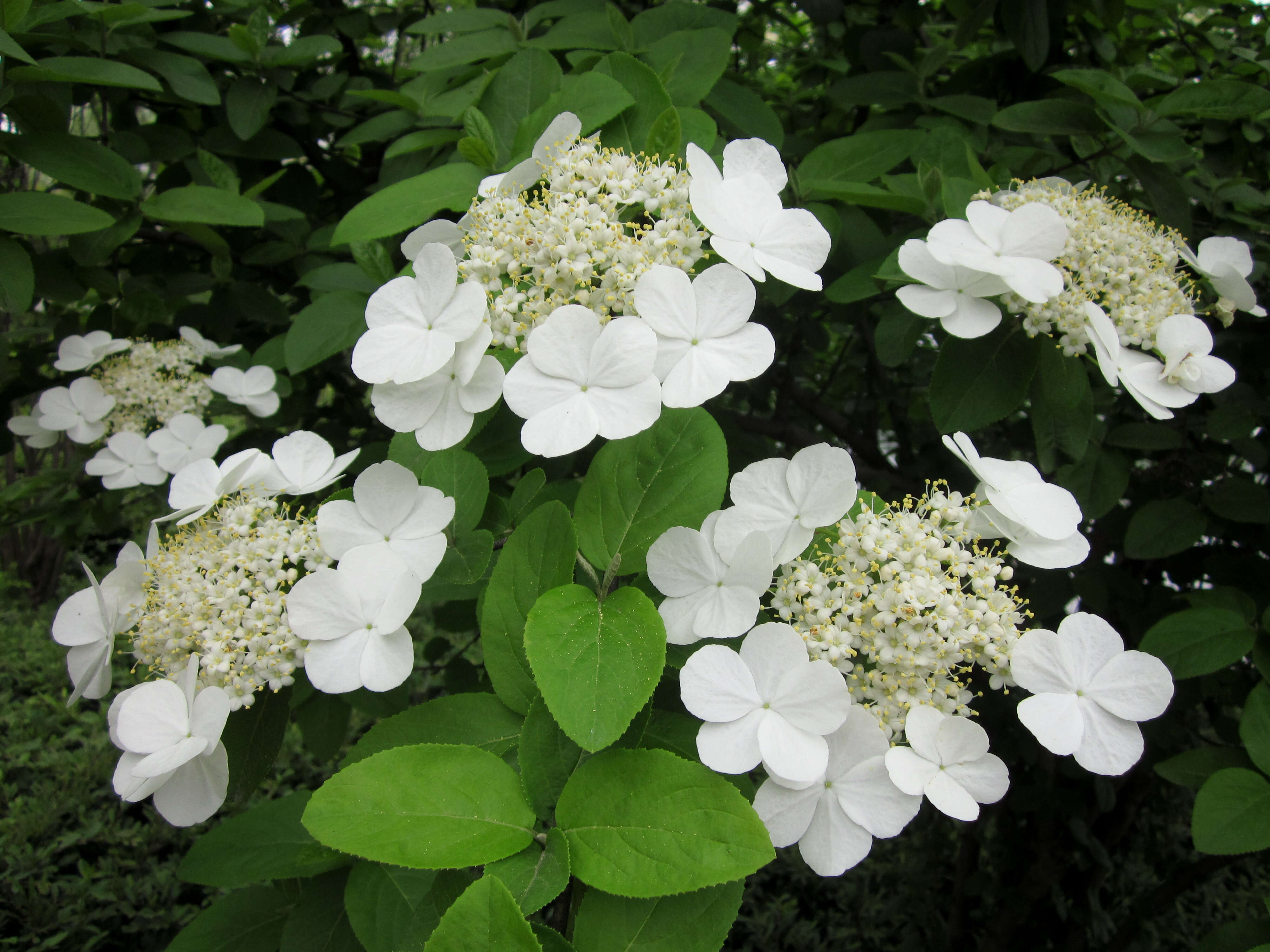 Image of Chinese viburnum