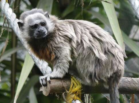 Image of Silvery-brown Bare-face Tamarin