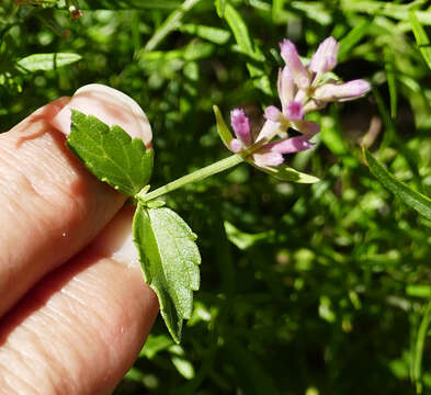 Imagem de Agastache pallidiflora subsp. neomexicana (Briq.) Lint & Epling