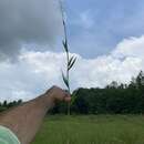 Image of Broom Rosette Grass