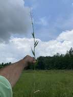 Image of Broom Rosette Grass