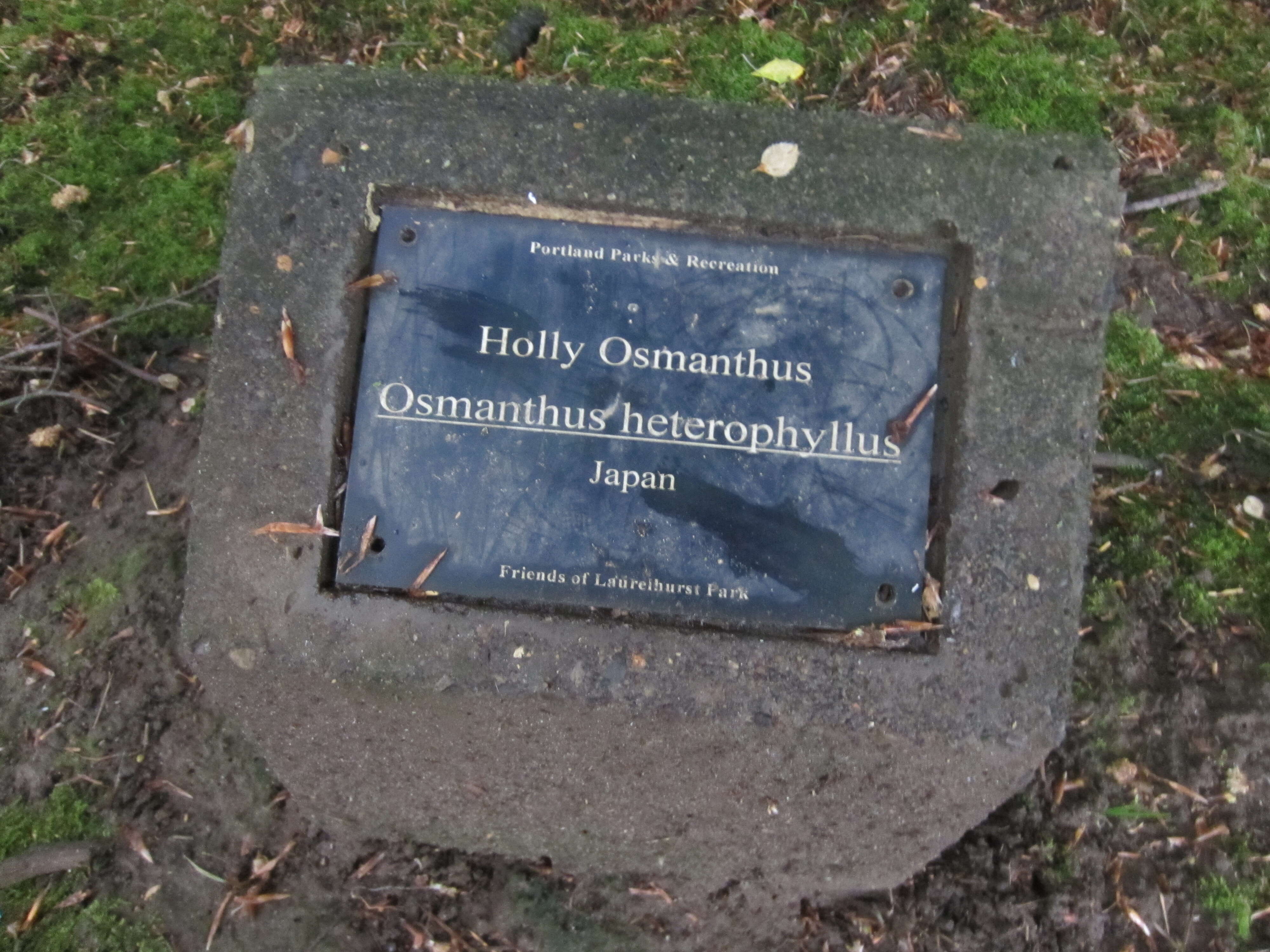 Image of holly osmanthus