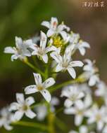 Imagem de Lysimachia candida Lindl.