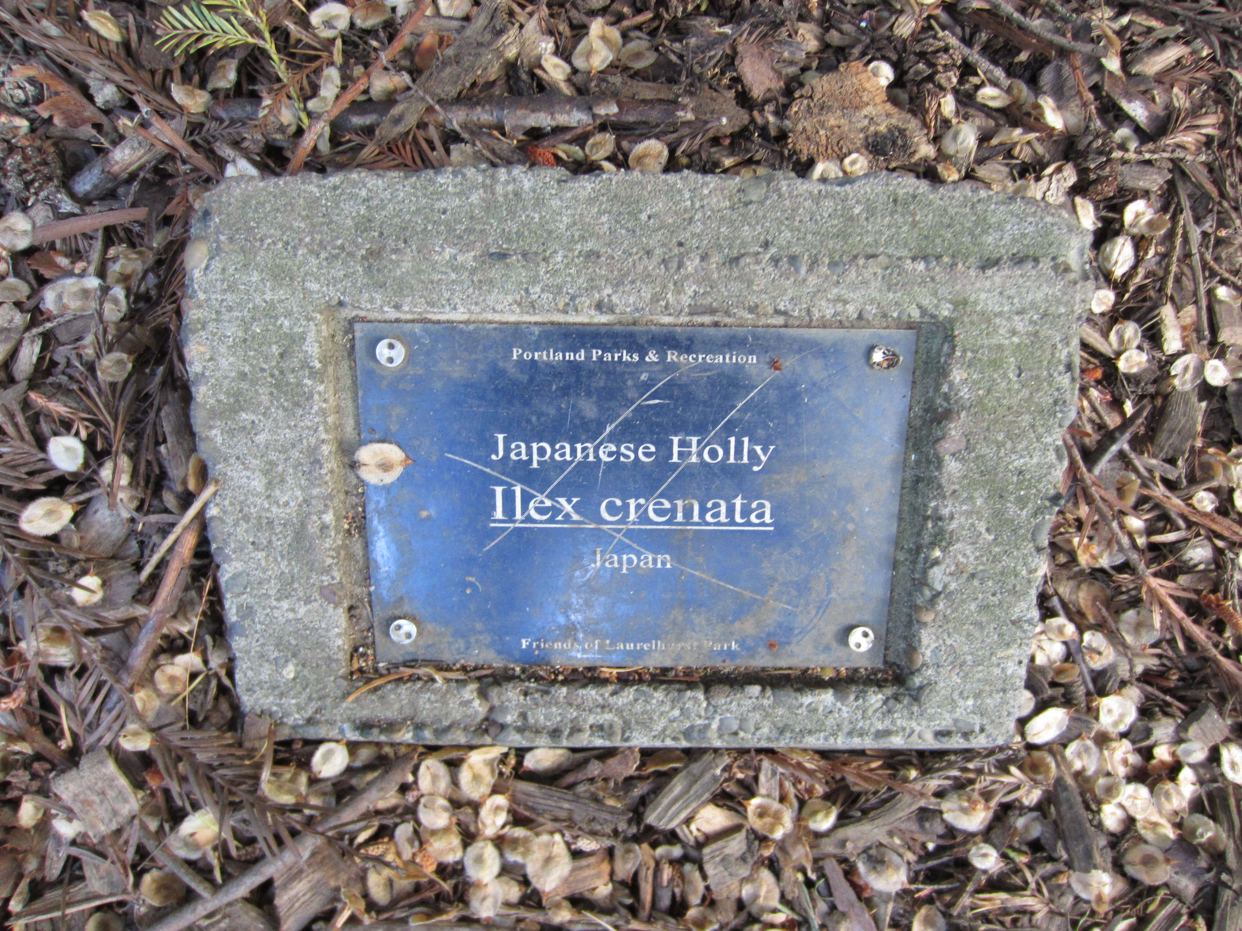 Image of Japanese holly