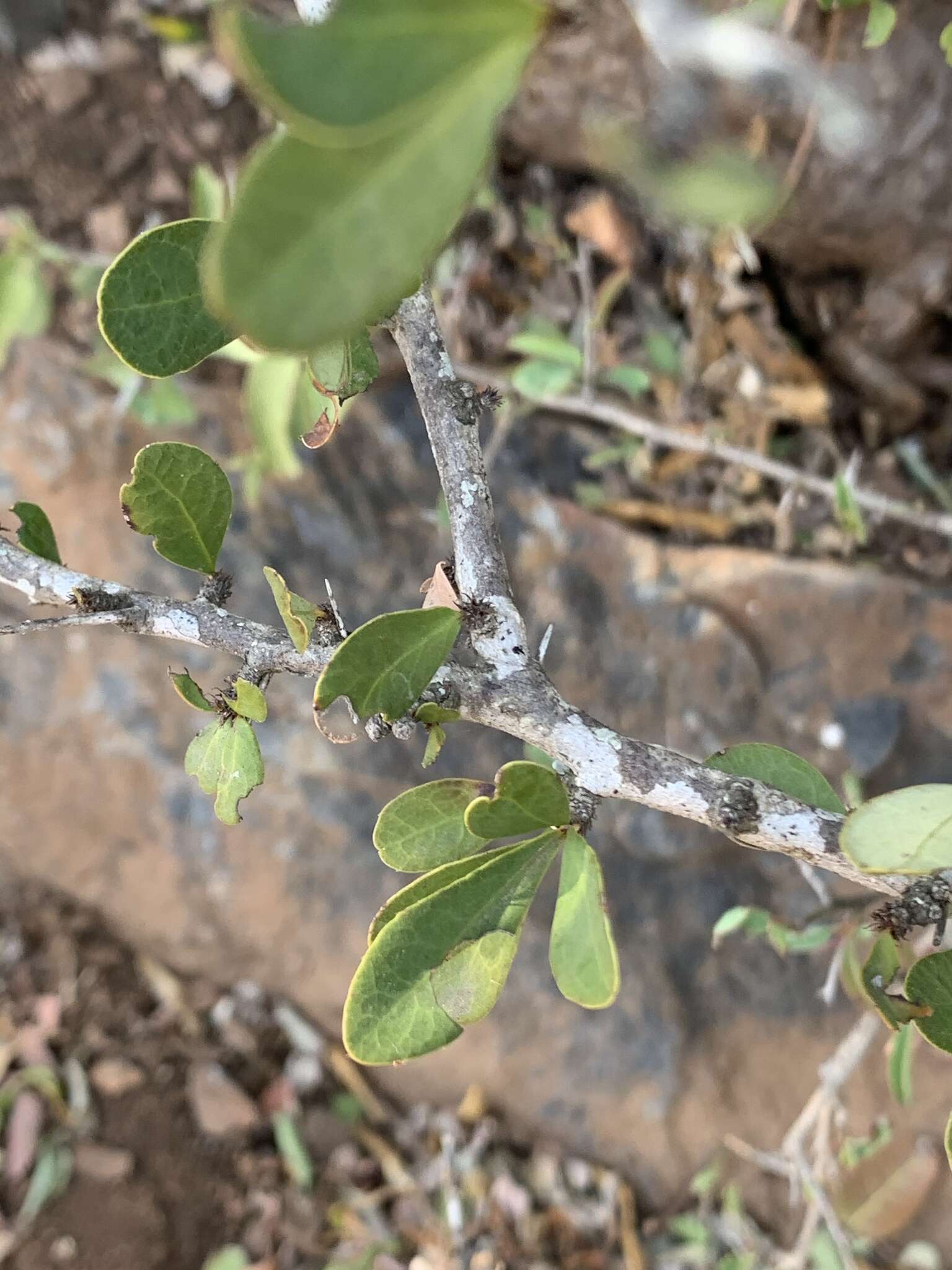 Слика од Gymnosporia maranguensis (Loes.) Loes.