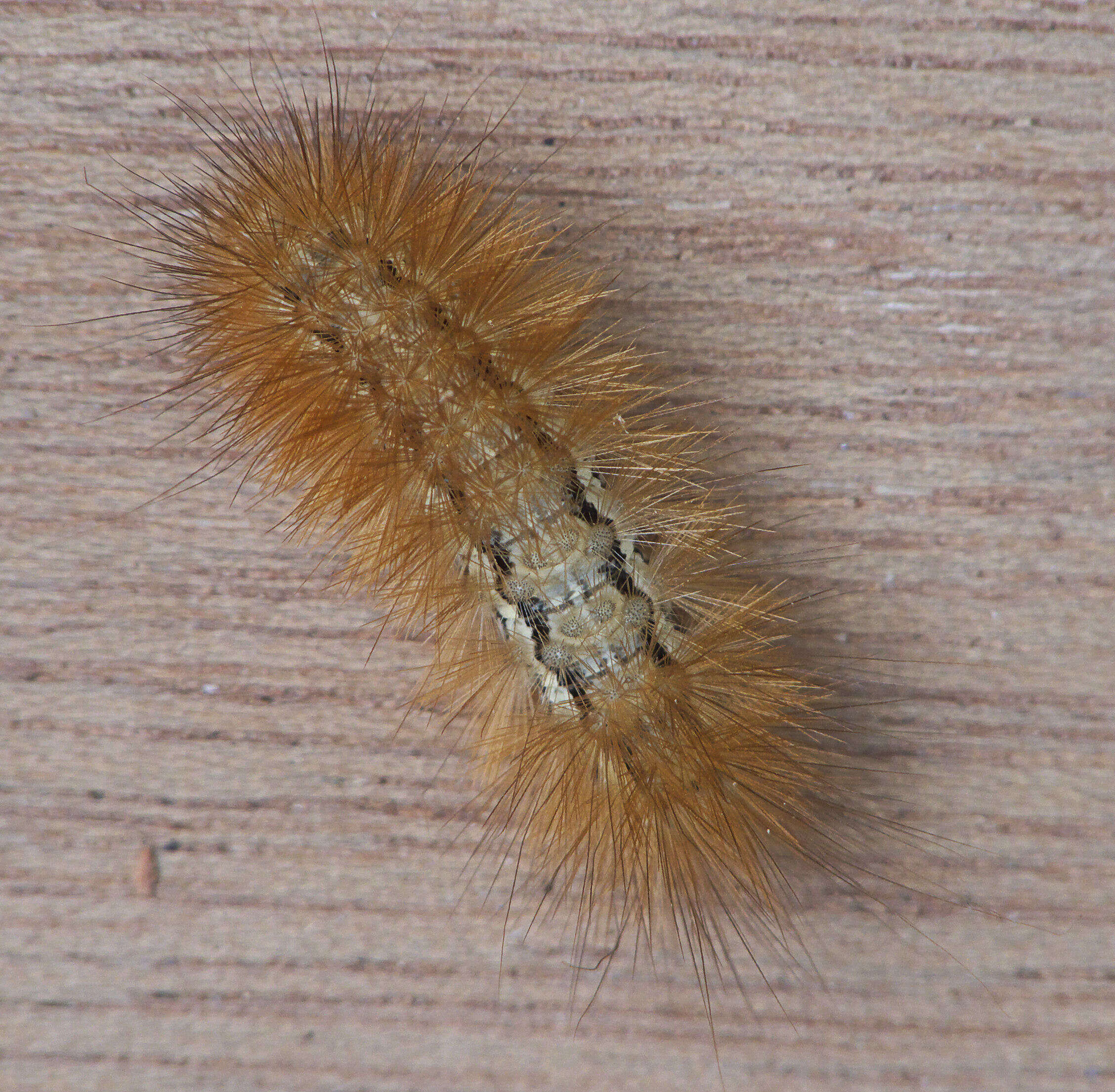 Image of Spilosoma lutea Hüfnagel 1766