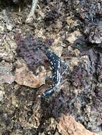 Image of Black Salamander