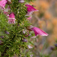 Image of Prostanthera florifera B. J. Conn