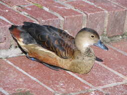 Image of Lesser Whistling Duck