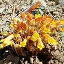 Image of clustered broomrape