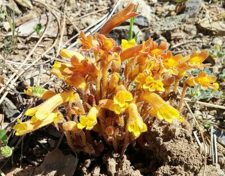 Image of clustered broomrape