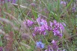 Слика од Thymus serpyllum L.