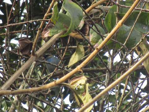 Image of Metallic-green Tanager