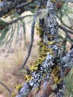 Image of Vulpicida canadensis (Räsänen) J.-E. Mattsson & M. J. Lai