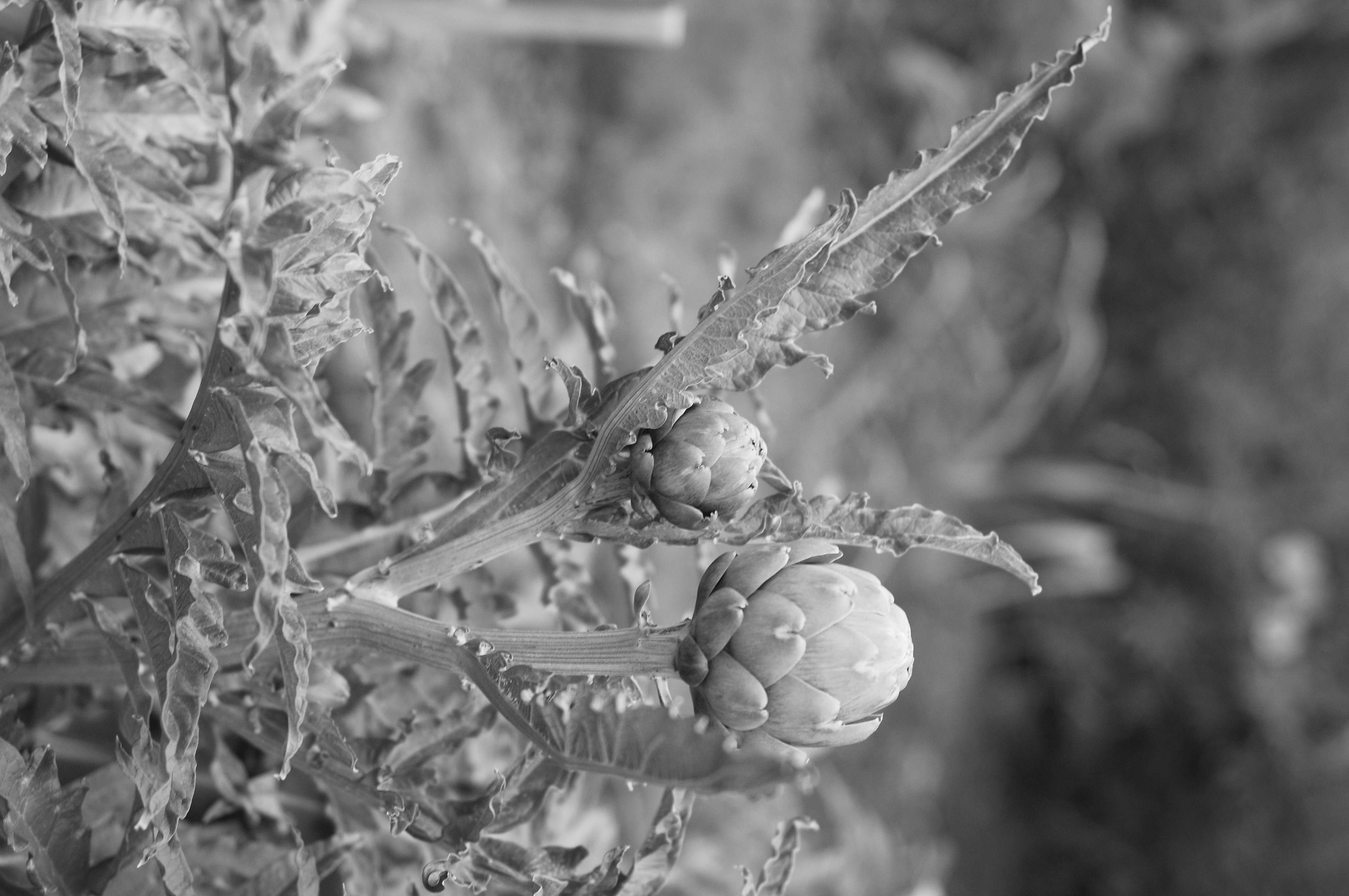 Image of cardoon