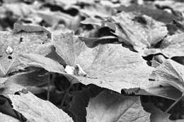 Image of Petasites albus (L.) Gaertn.