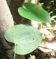 Dioscorea cotinifolia Kunth的圖片