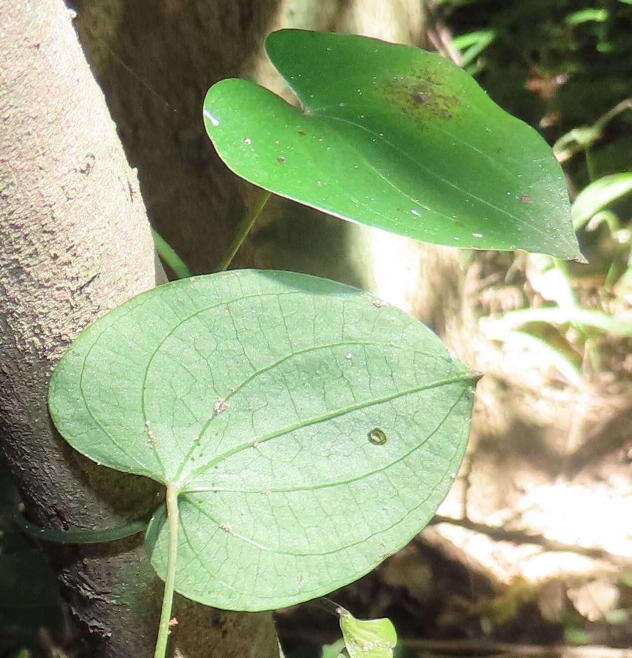 صورة Dioscorea cotinifolia Kunth