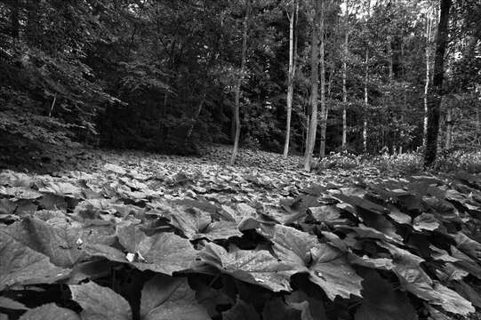 Image of Petasites albus (L.) Gaertn.