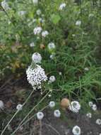 Image of Lysimachia pentapetala Bunge