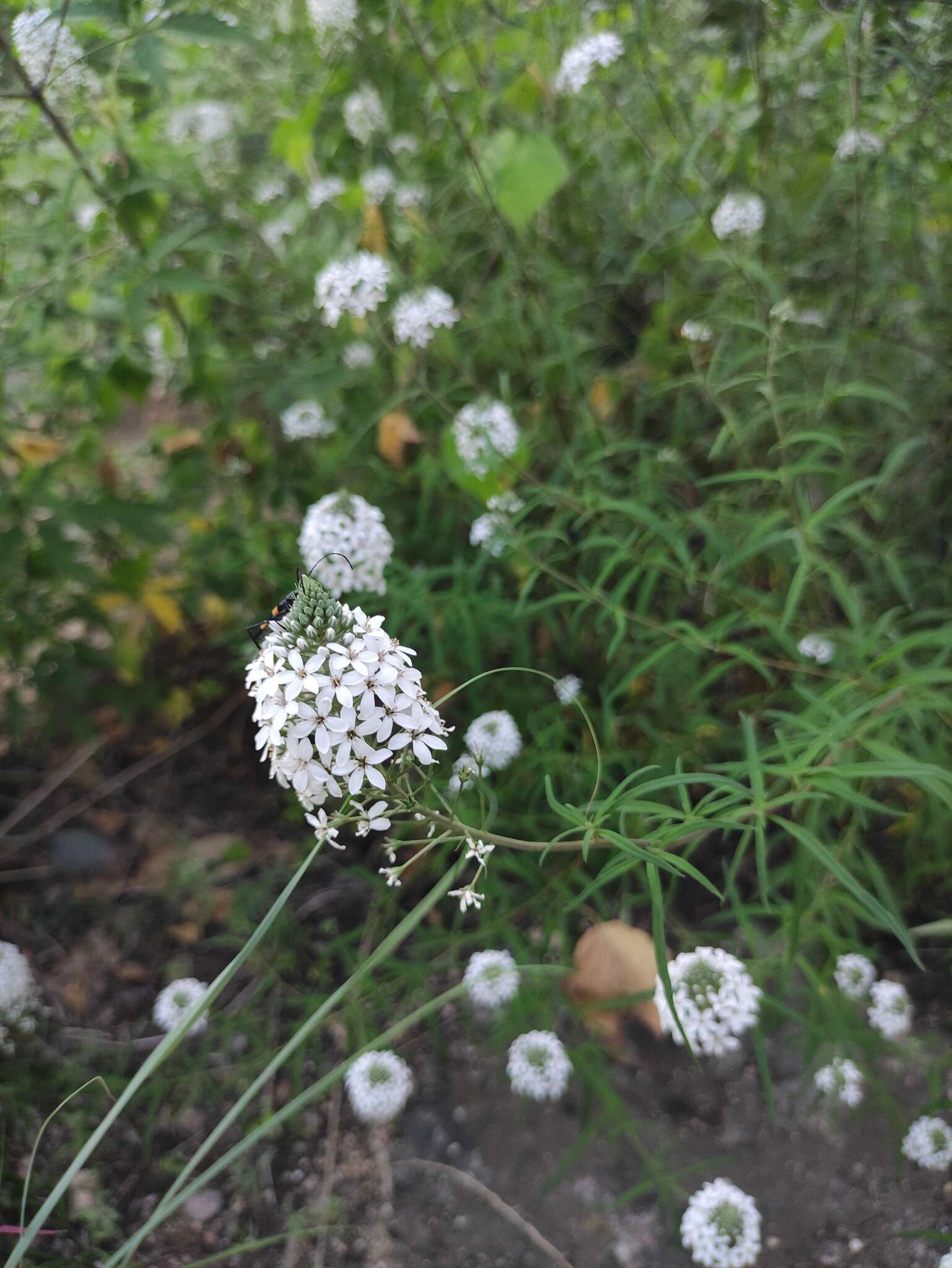 Image of Lysimachia pentapetala Bunge