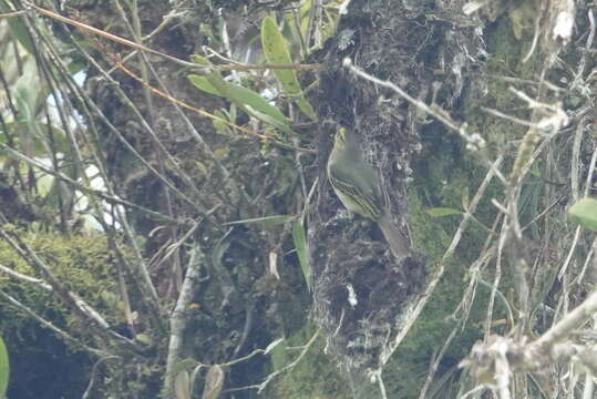 Image of Peruvian Tyrannulet