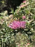 Image of Grevillea acanthifolia A. Cunn.