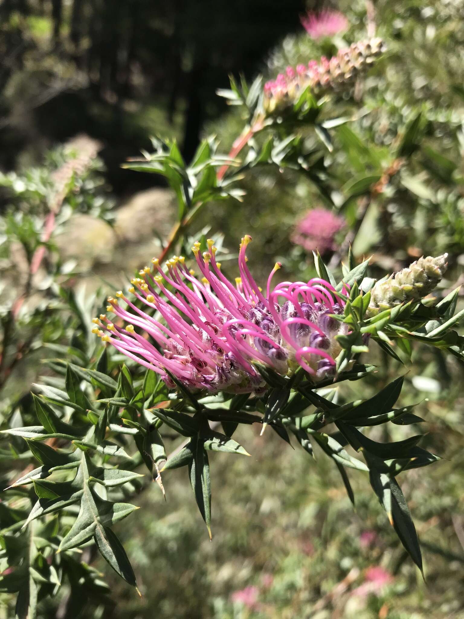 Image of Grevillea acanthifolia A. Cunn.