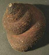 Sivun Bolma tayloriana (E. A. Smith 1880) kuva