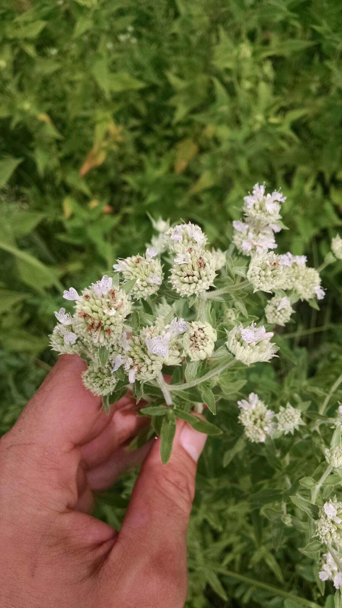 Image of whorled mountainmint