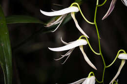 Dendrobium fractiflexum Finet的圖片