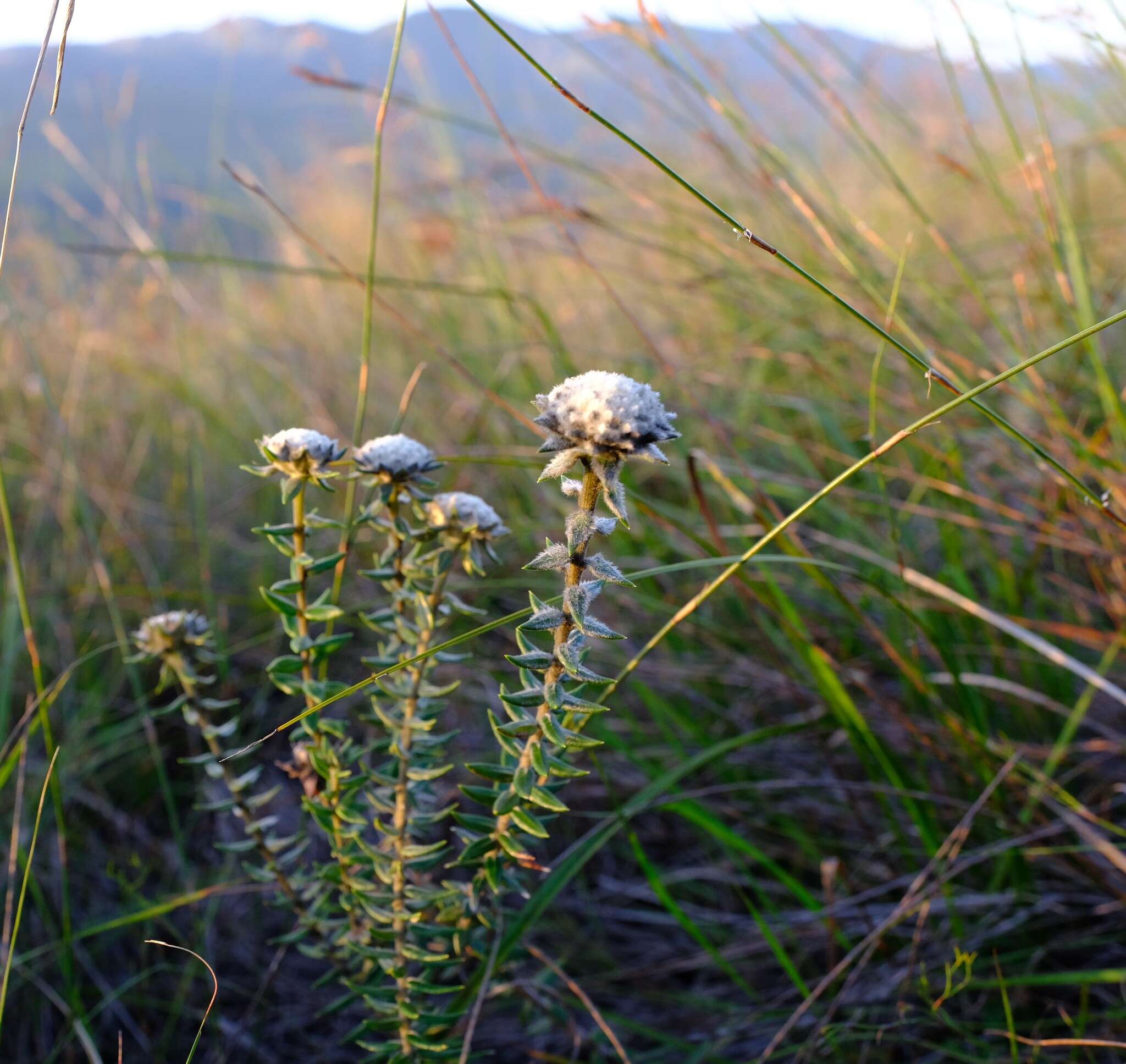 Image of Phylica propinqua Sond.