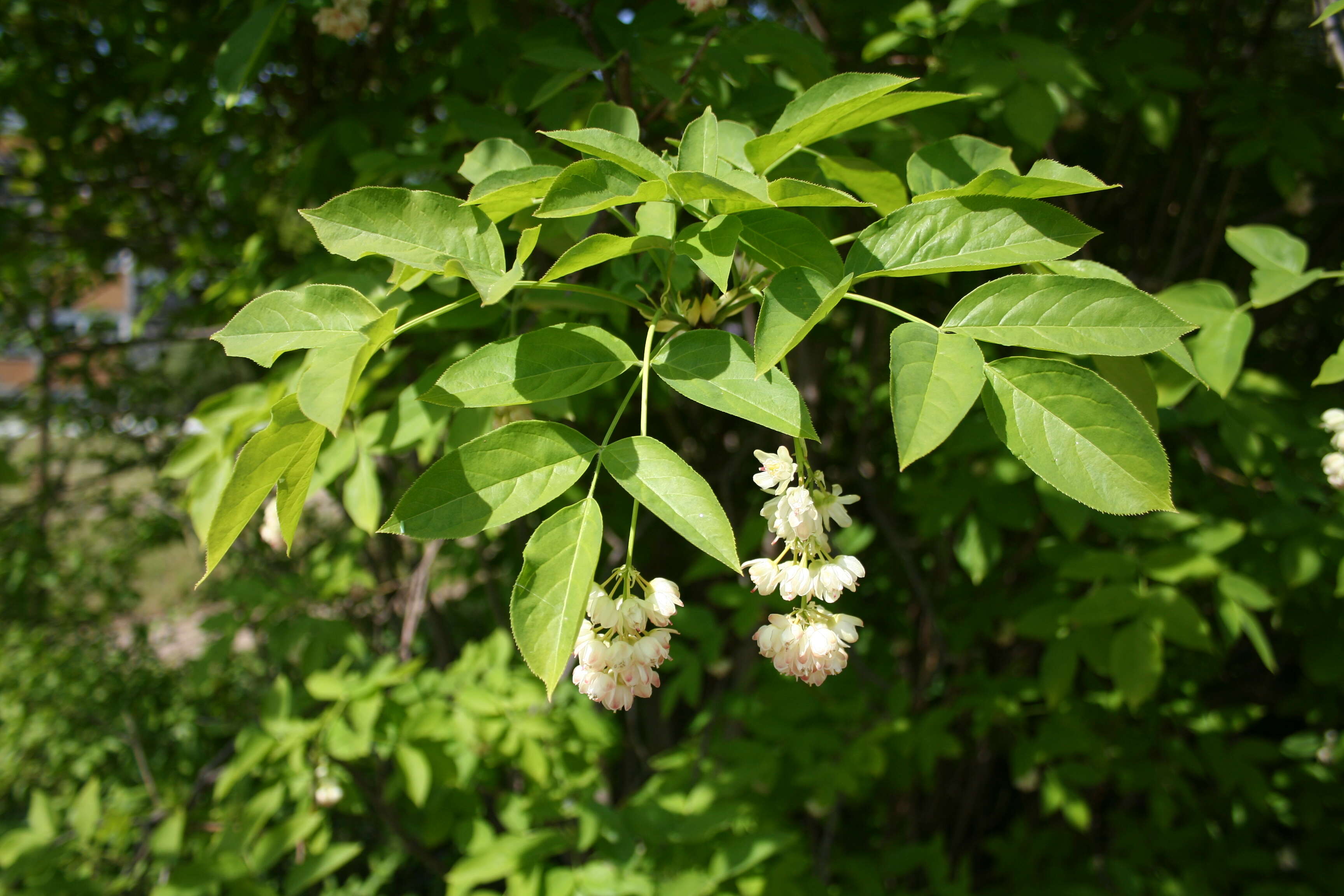 Imagem de Staphylea pinnata L.