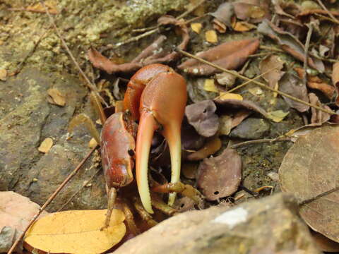 Image of Minuca ecuadoriensis (Maccagno 1928)