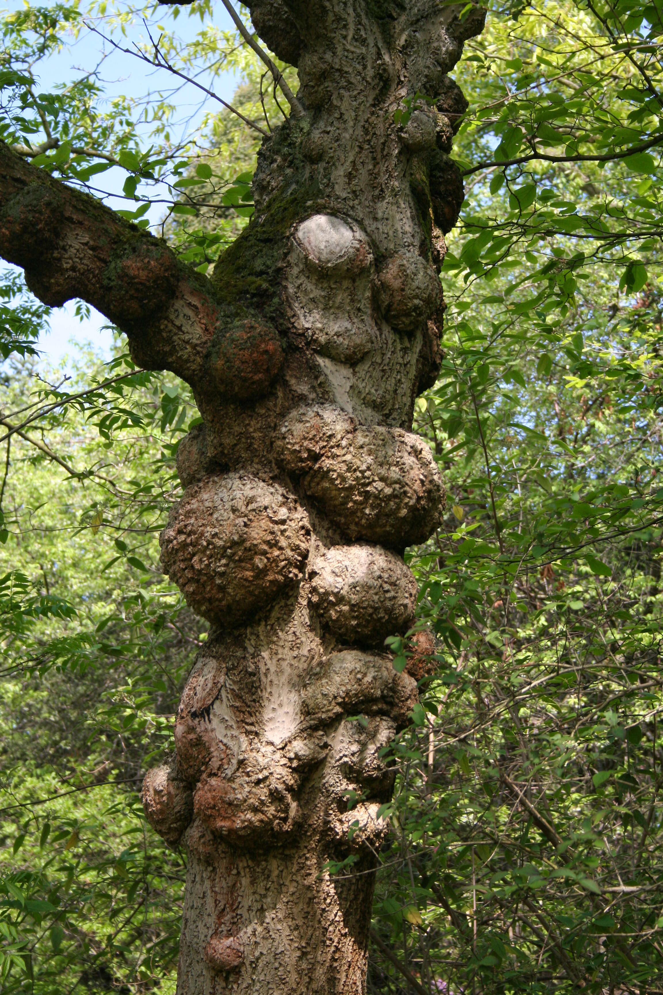 Image of corktree