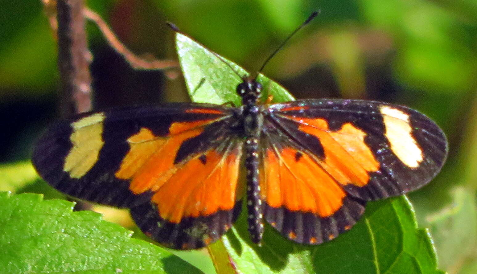 Image of Acraea cabira Hopffer 1855