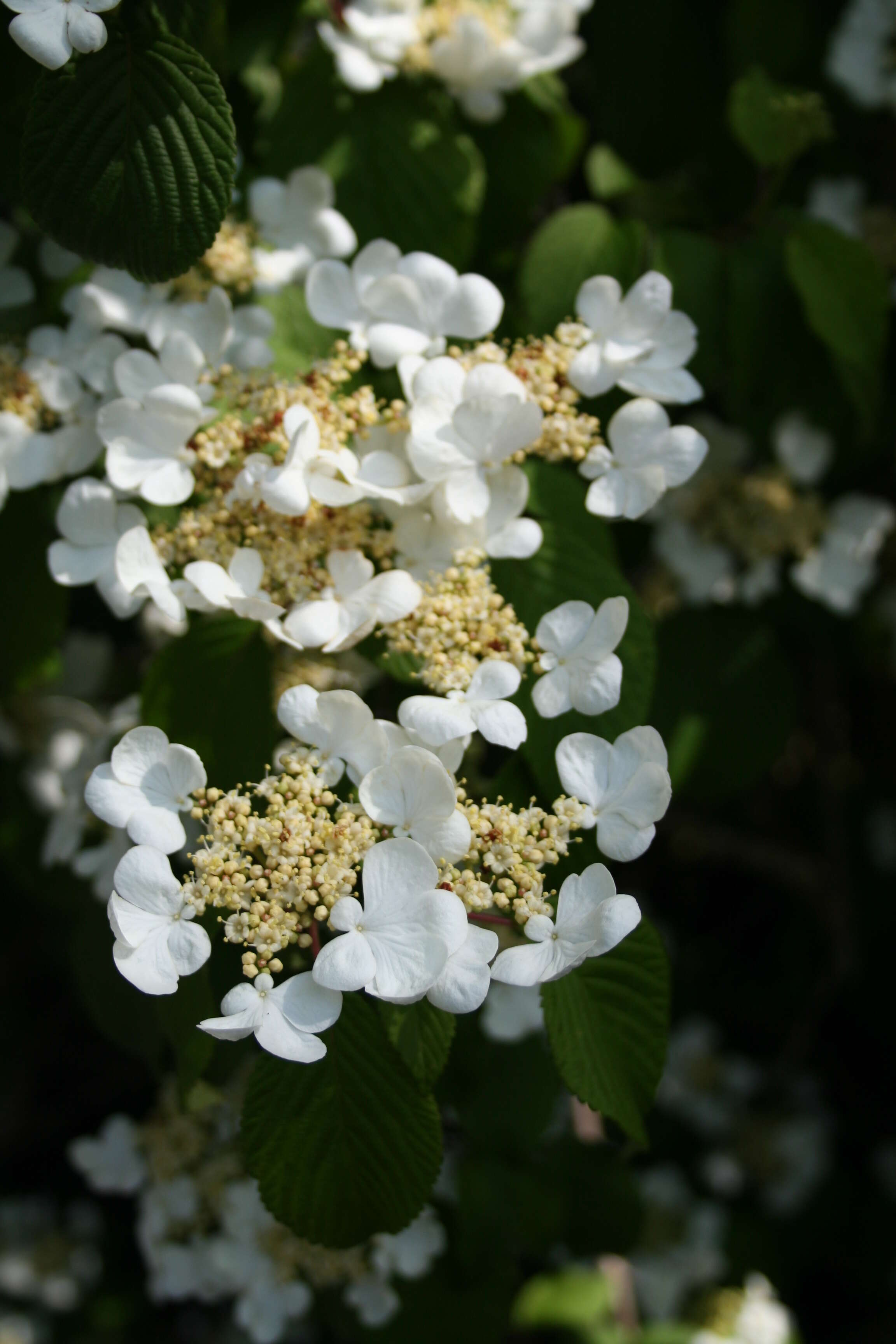 Image of Japanese snowball