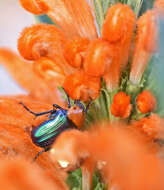 Image of Amethyst Fruit Chafer