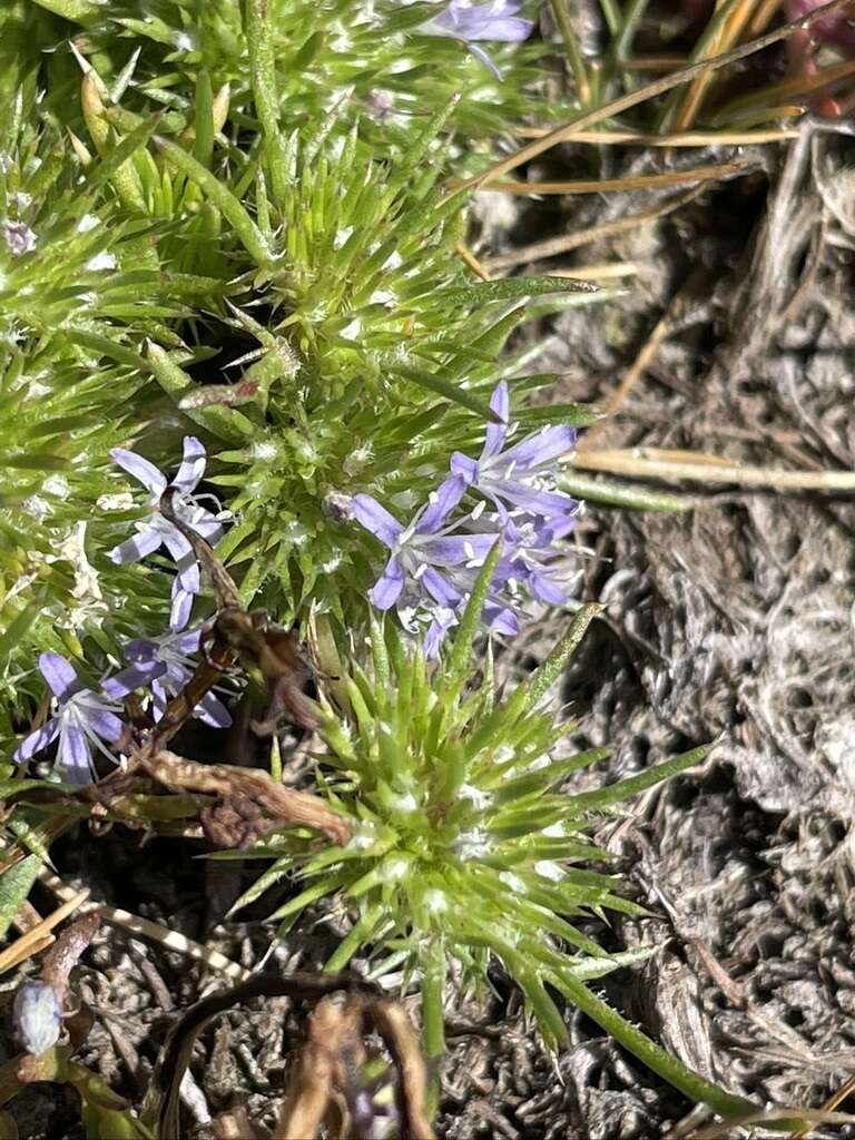 Image of Few-flowered navarretia