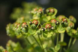 Image of Albanian spurge