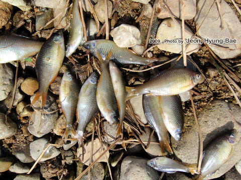 Image of <i>Acheilognathus somjinensis</i>