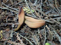 Image of Olive earthtongue