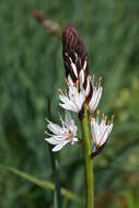 Image of White asphodel