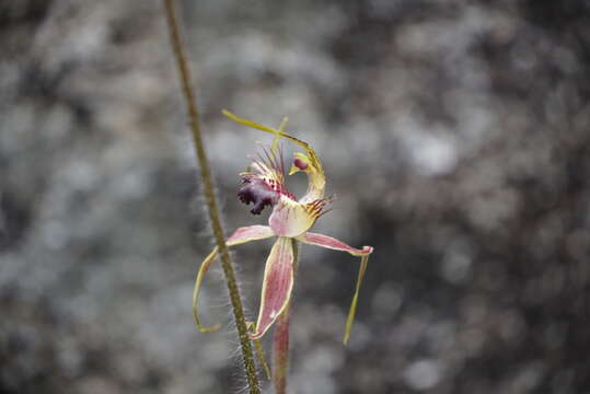 Caladenia brownii Hopper resmi