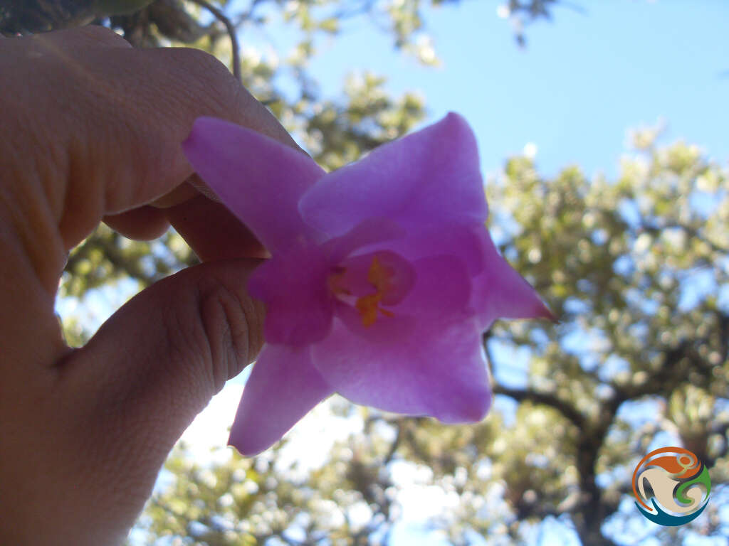 Image of Laelia furfuracea Lindl.