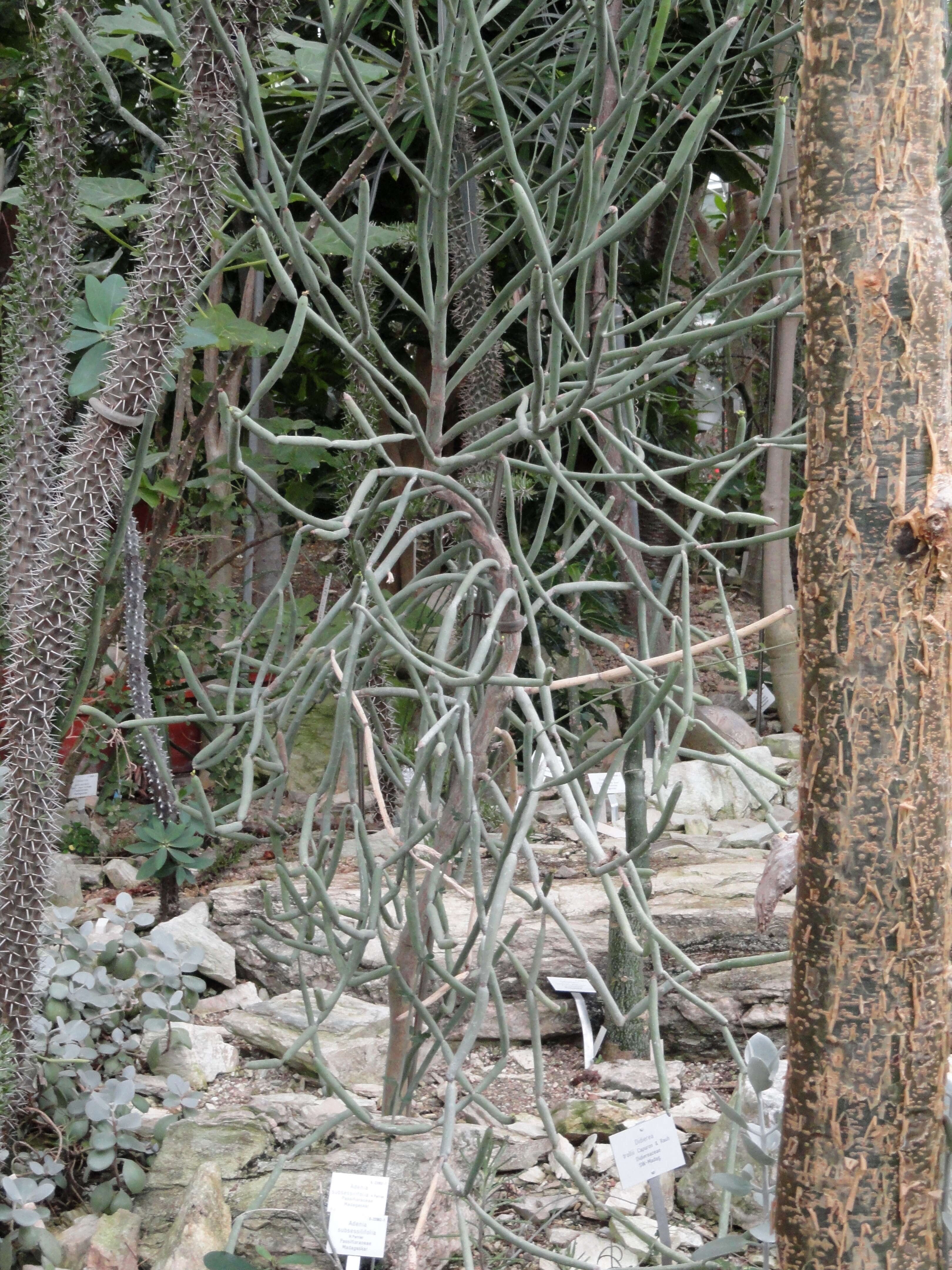 Image of Adenia subsessilifolia H. Perrier